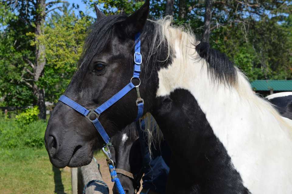 A close up shot of a horse