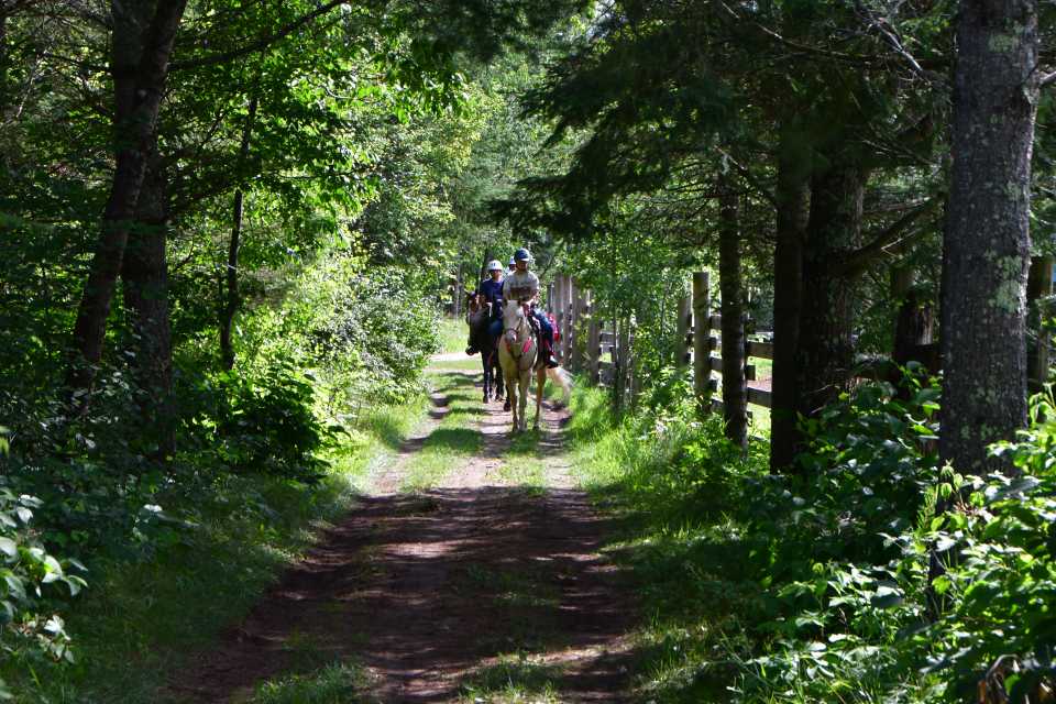 Some scouts ride on horseback beneath a beautiful canopy created by trees on either side of the trail